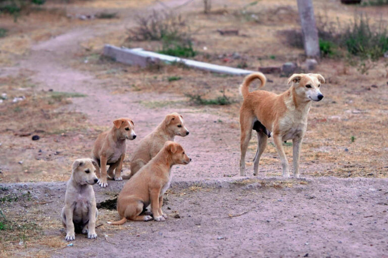 Randagismo-Foto-Simbolo