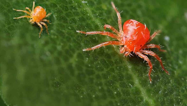 ragnetto-rosso-1170x666