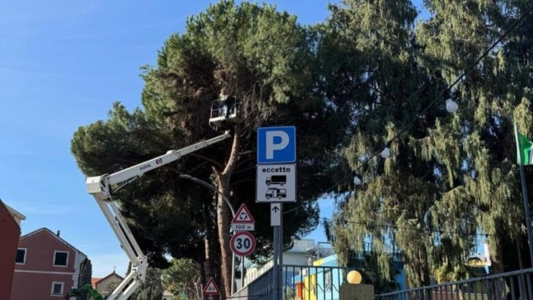 Abbattimento-Pini-01-e1741094043786-780x470