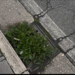 WhatsApp Image 2026-03-19 at 21.13.34