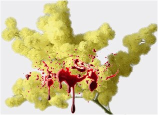 mimose-sporche-di-sangue-nulla-da-festeggiare0