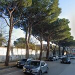 Caserta-Italia-Nostra-contro-labbattimento-degli-alberi-in-via-Unita-Italiana