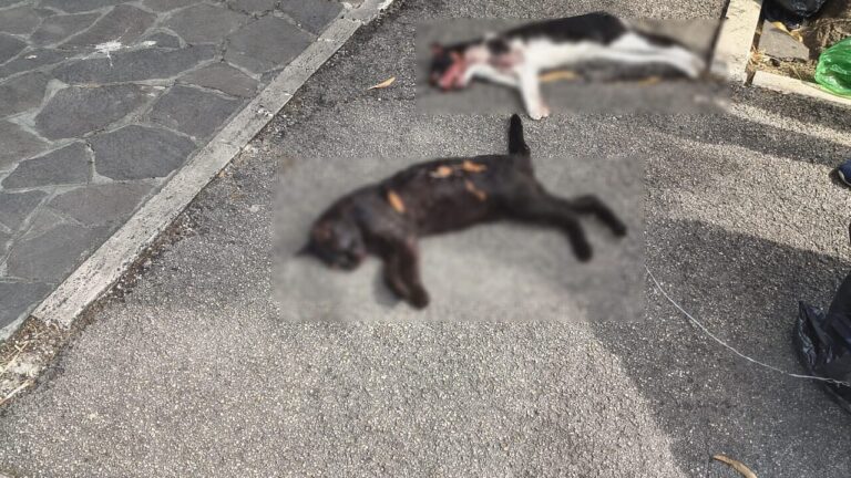 gatti uccisi via pian delle mele pescara